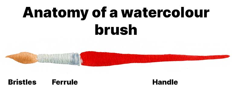 anatomy of a watercolour brush