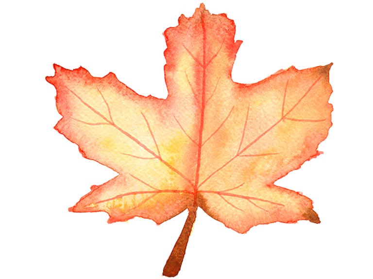 autumn leaf in watercolor