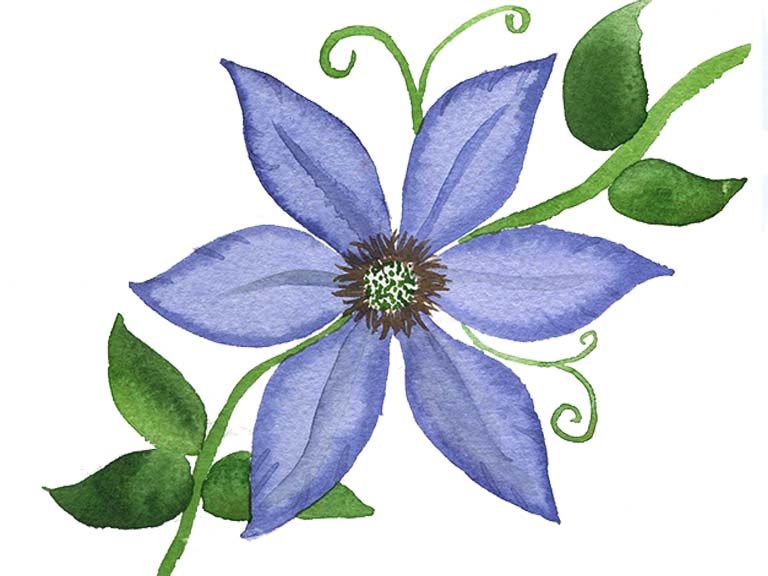 clematis-flower-watercolor