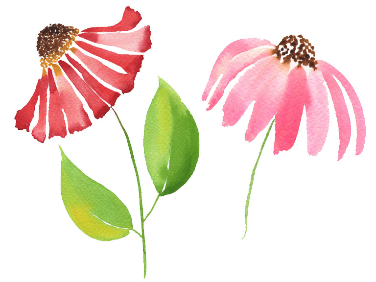 coneflower shapes painted in watercolour