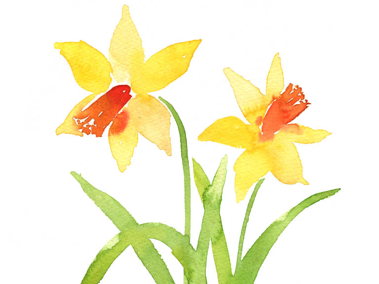 tutorial daffodils in watercolor