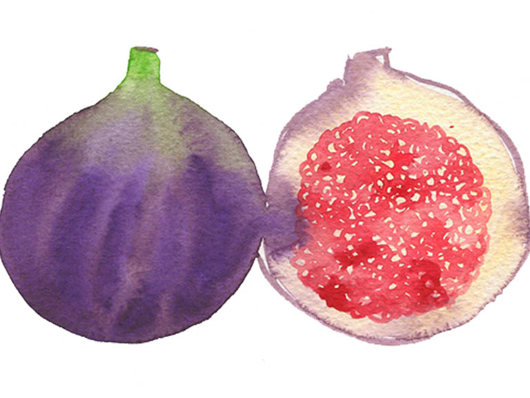 figs in watercolour tutorial