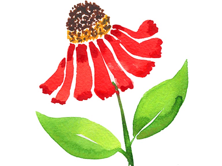 helenium flower in watercolour