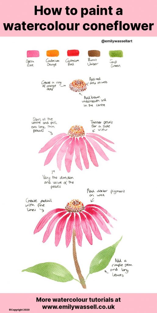 how-to-paint-a-watercolour-coneflower