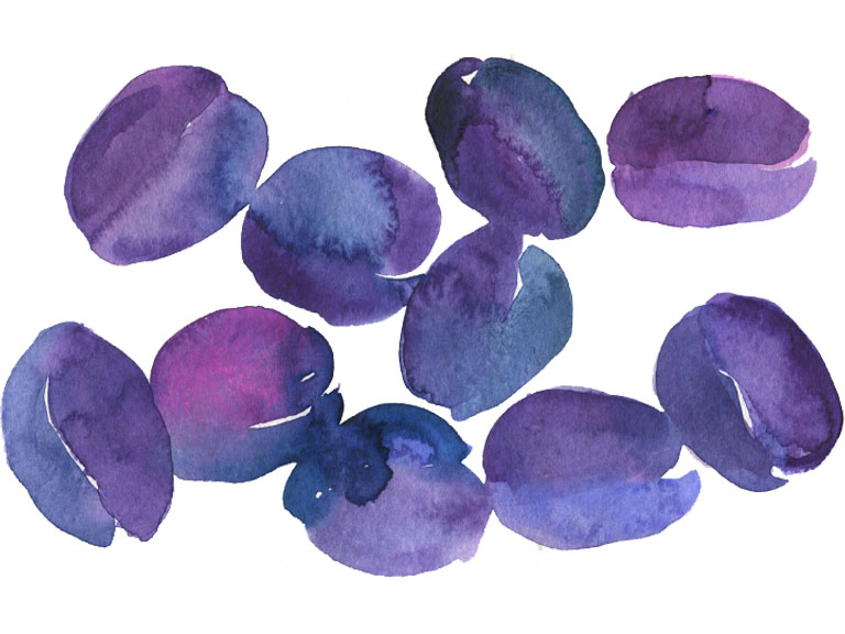 plums fruits painted in watercolour