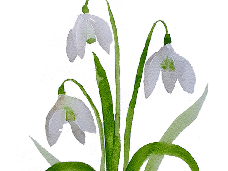 how to paint white snowdrop flowers in watercolor