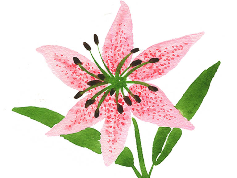 how to paint a stargazer speckled lily flower watercolor