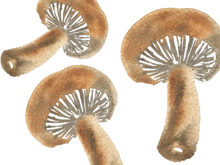 tutorial how to paint mushrooms in watercolour