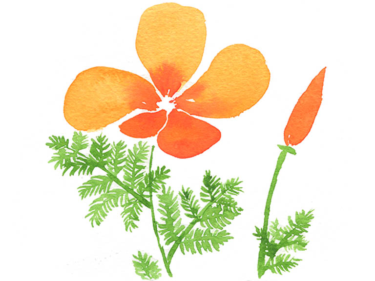 how to paint watercolour california poppies