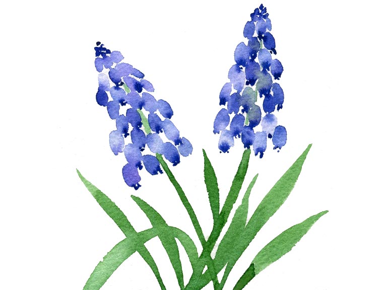 muscari grape hyacinth tutorial