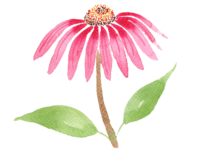 watercolour coneflower tutorial