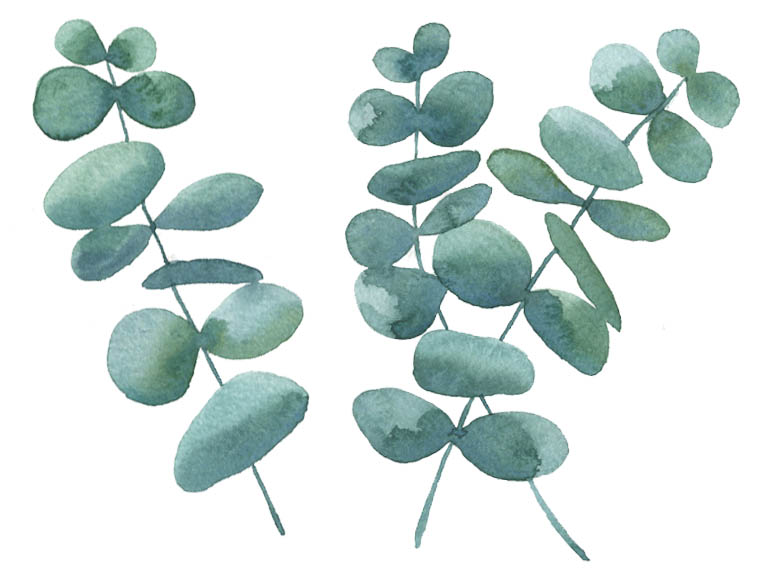 watercolor eucalyptus leaves