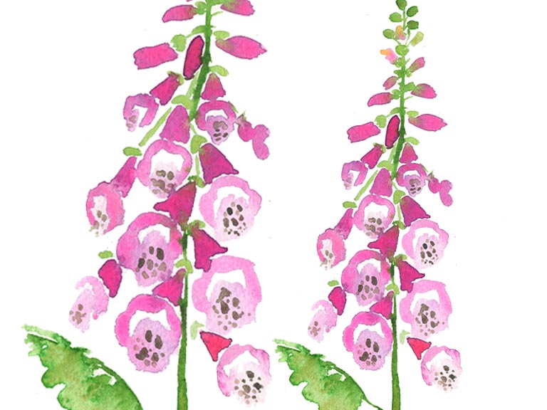 watercolor foxglove tutorial