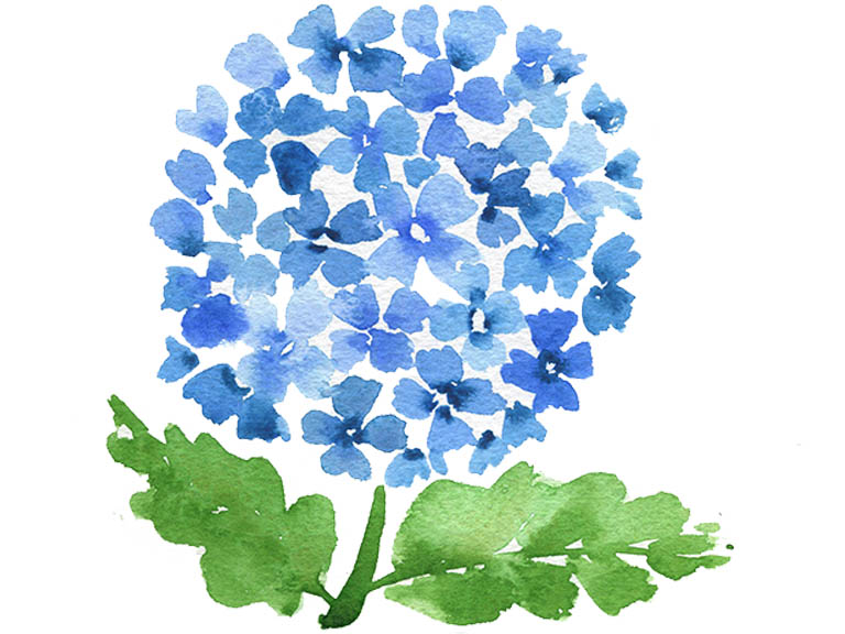 watercolor hydrangea tutorial video