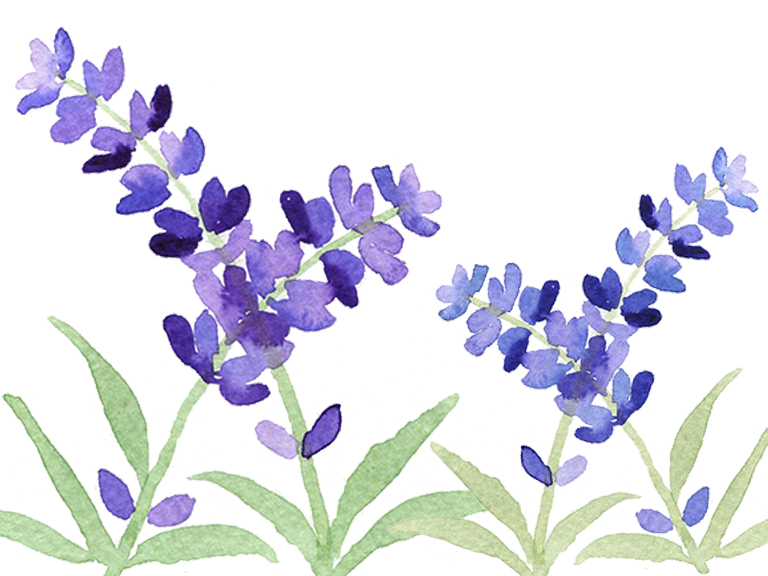 watercolour-tutorial-how-to-paint-lavender