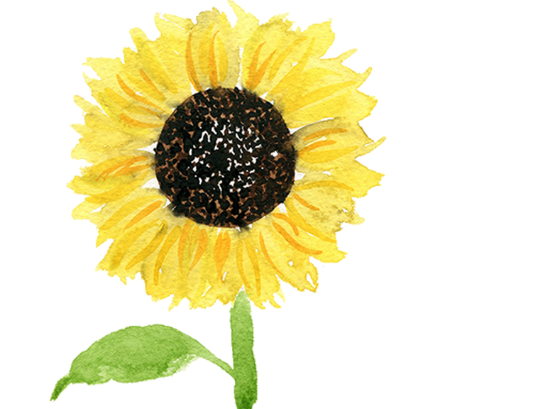 watercolor sunflower tutorial