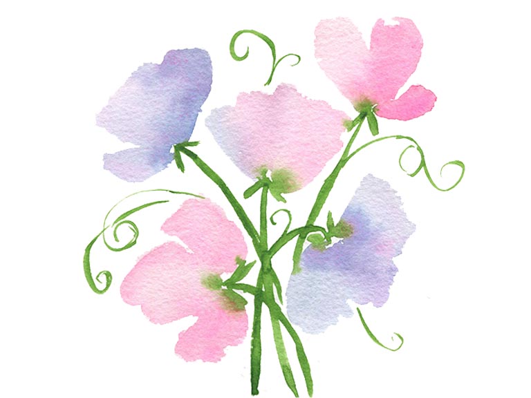 paint watercolor sweet pea flowers